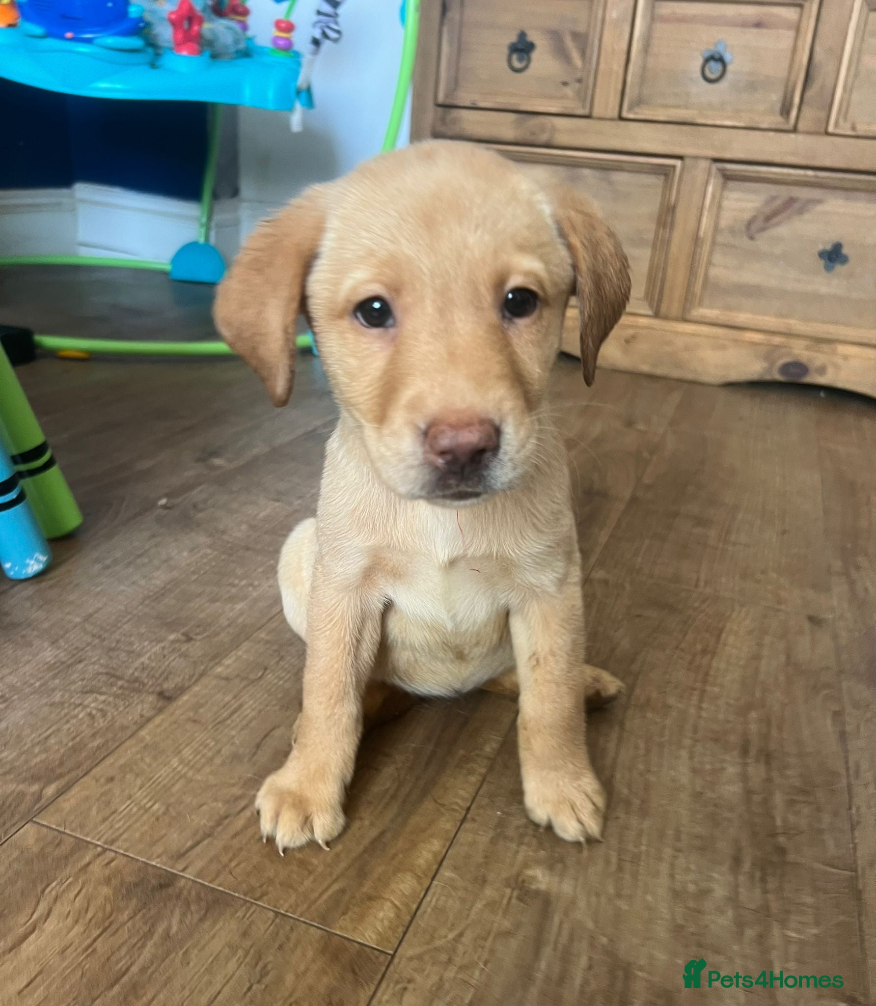 Labrador Retriever dogs 🐾❤️Beautiful Labrador puppies❤️🐾 - Advert 9