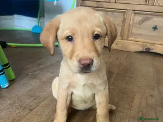 Labrador Retriever dogs 🐾❤️Beautiful Labrador puppies❤️🐾 - Advert 9