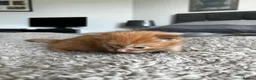 Maine Coon cats for sale: Majestic Fire Maine Coon Kittens - Advert 18