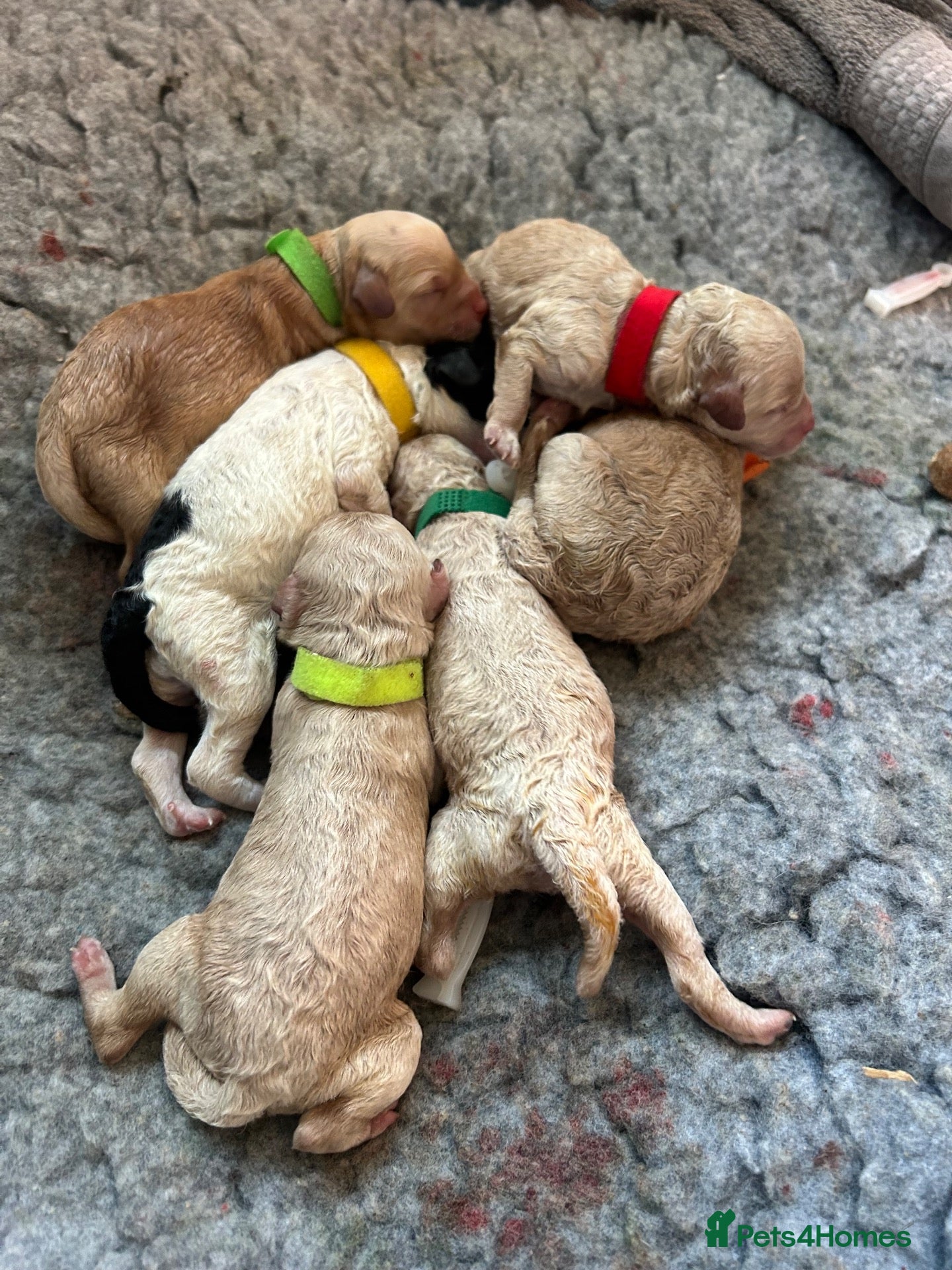 Cavapoochon dogs Beautiful Cavapoochon Puppies ready for  **  - Advert 2