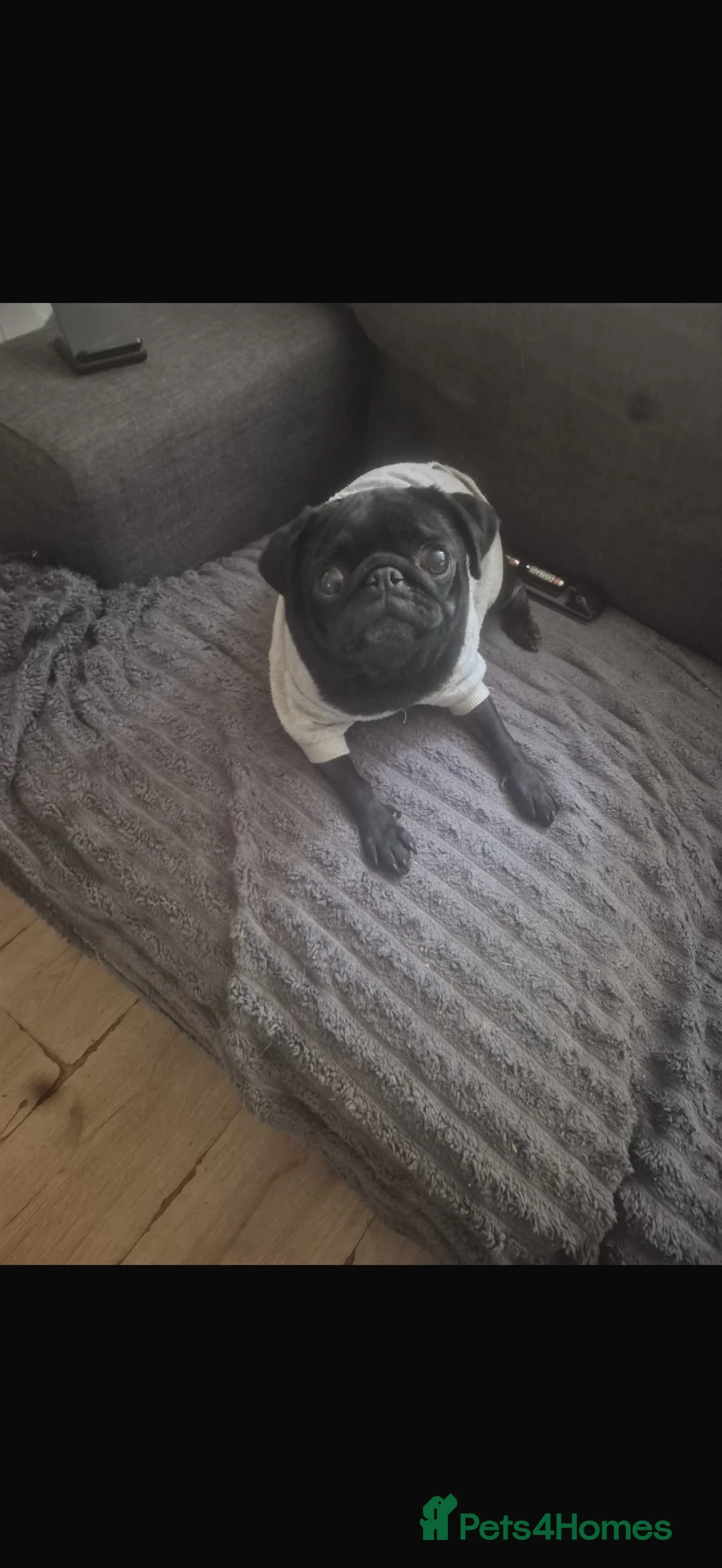 Pug dogs for sale: Pugs males - Advert 1