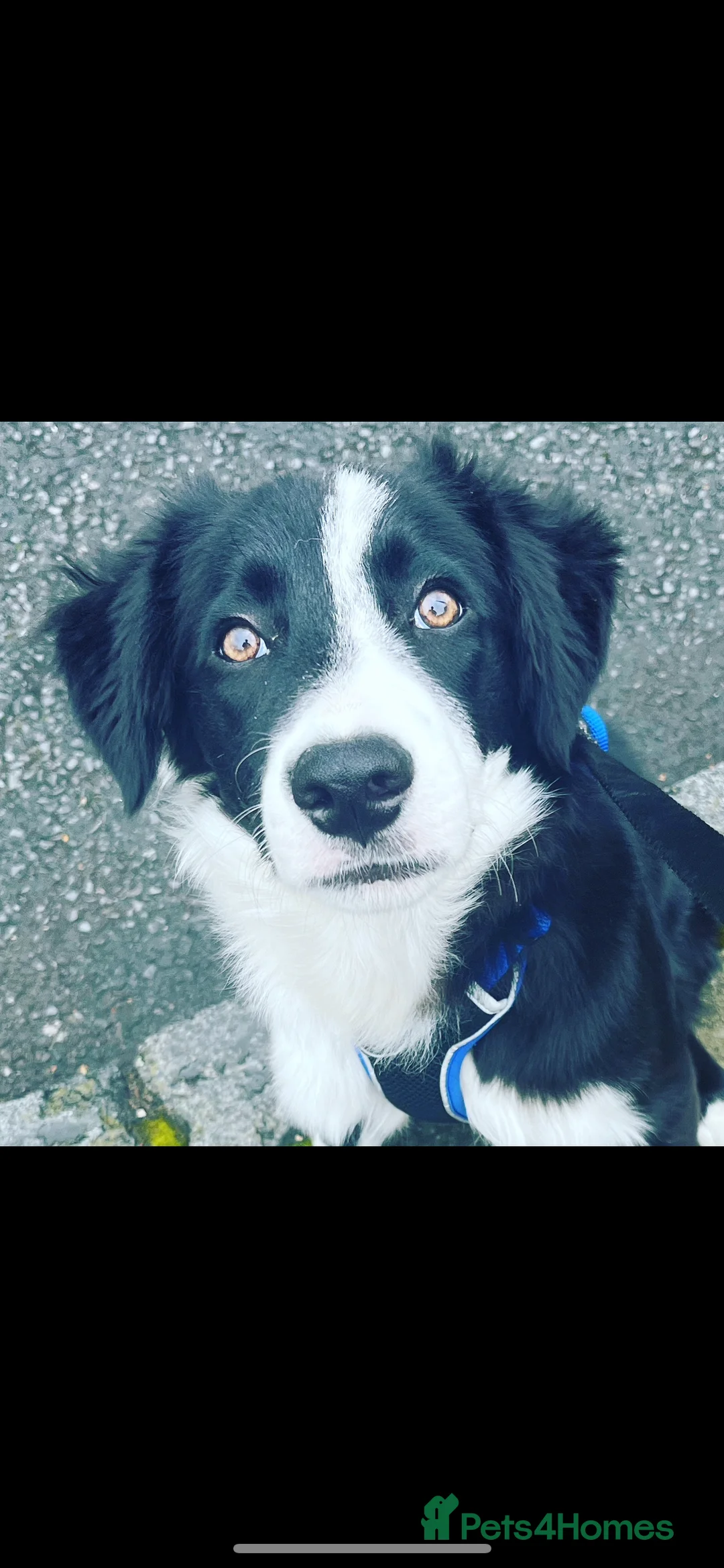 Border Collie dogs for stud: Beautiful Pedigree Stud Border Collie for breeding in Isleworth - Advert 21