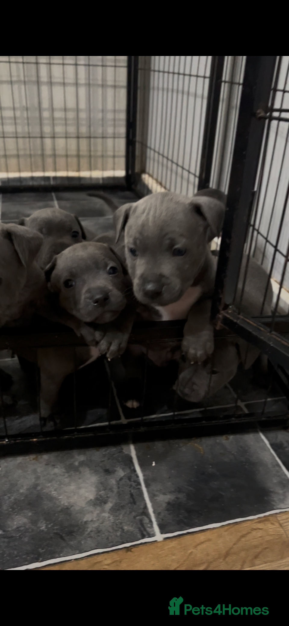 Staffordshire Bull Terrier dogs Stunning stocky blue Staffordshirebull terrier  - Advert 1