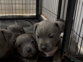 Staffordshire Bull Terrier dogs Stunning stocky blue Staffordshirebull terrier - Advert 7