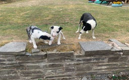 Border Collie dogs for sale: 2 Border Collie Pups for sale - Image 3