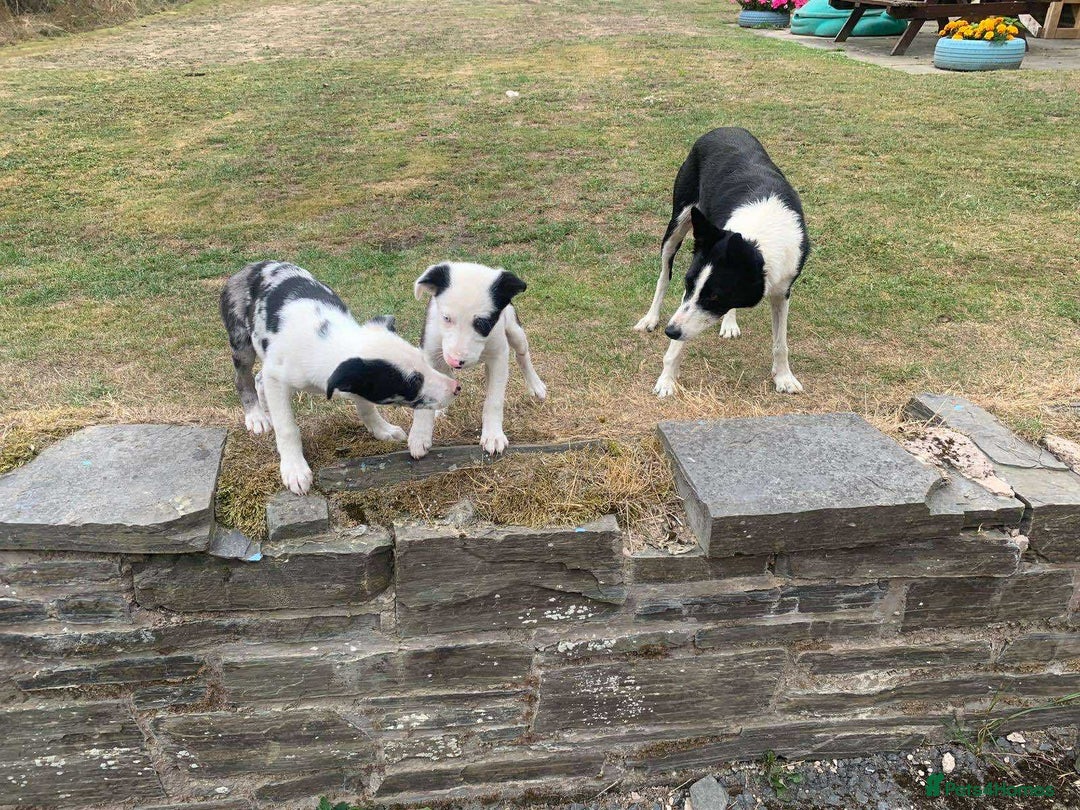 Border Collie dogs for sale: 2 Border Collie Pups for sale - Image 3