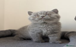 British Shorthair cats for sale: Lilac and Black British Shorthair kittens  - Image 7