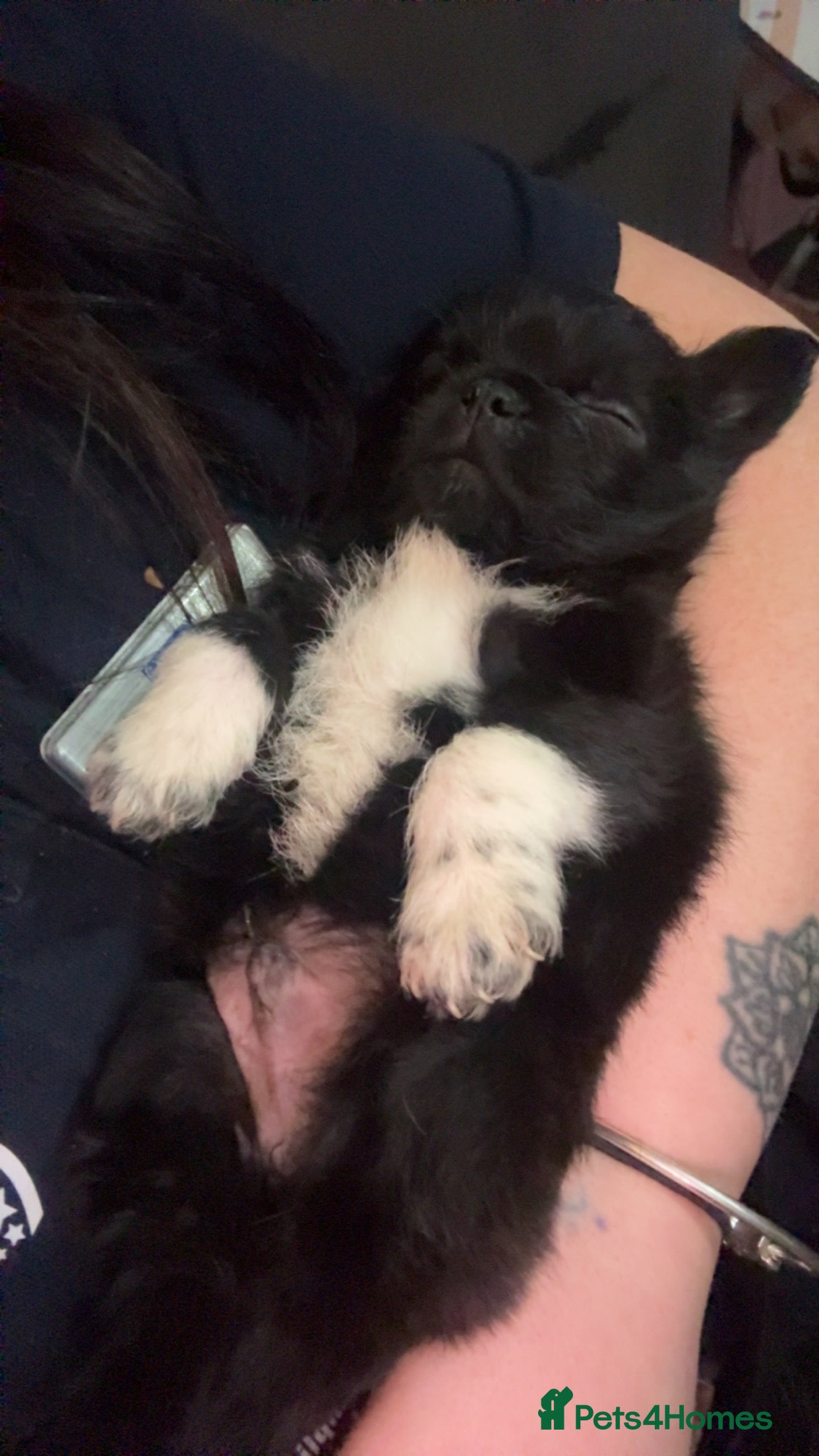 Mixed Breed dogs Pug cross shihtzu puppies for sale  - Advert 2