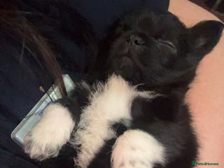 Mixed Breed dogs Pug cross shihtzu puppies for sale - Advert 2
