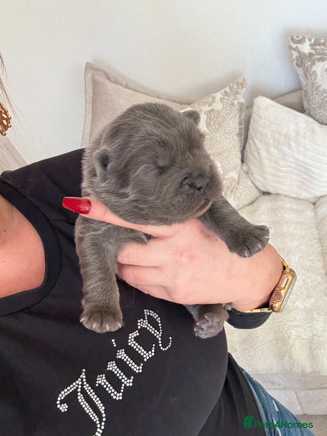 Chow Chow dogs for sale: KC reg chow chows ready to leave 24 dec! REDUCED - Advert 16