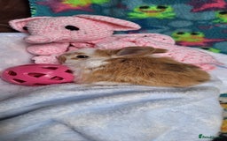 Mixed Breed rabbits for sale: Baby rabbits for sale  - Image 3