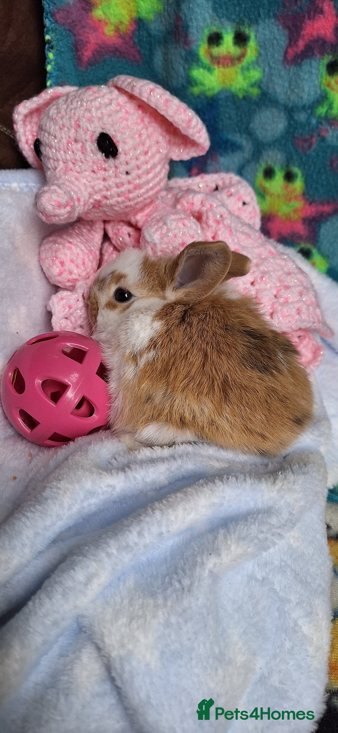 Mixed Breed rabbits for sale: Baby rabbits for sale  - Image 3