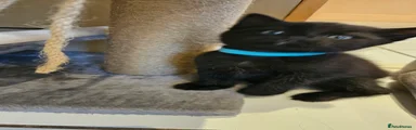 Mixed Breed 2