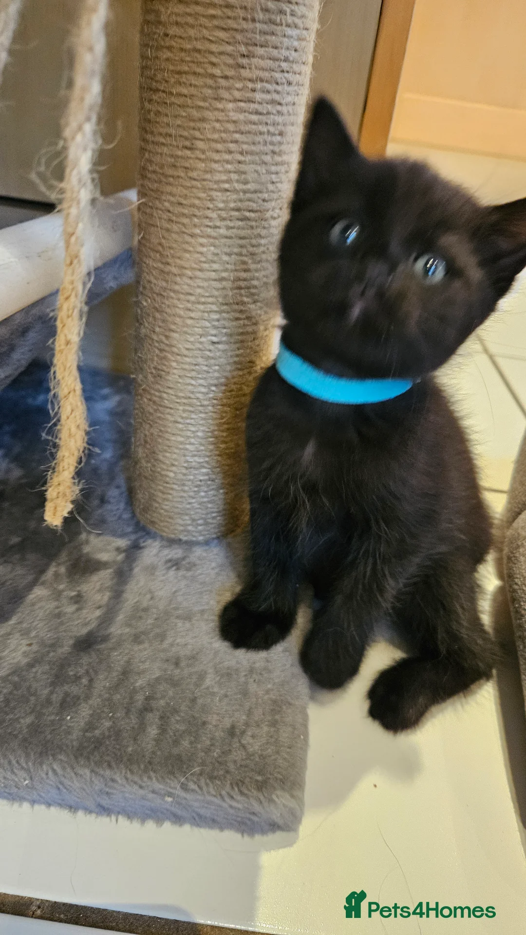 Mixed Breed cats for sale: 2 boys left of 6 kitten litter in Hereford - Advert 2