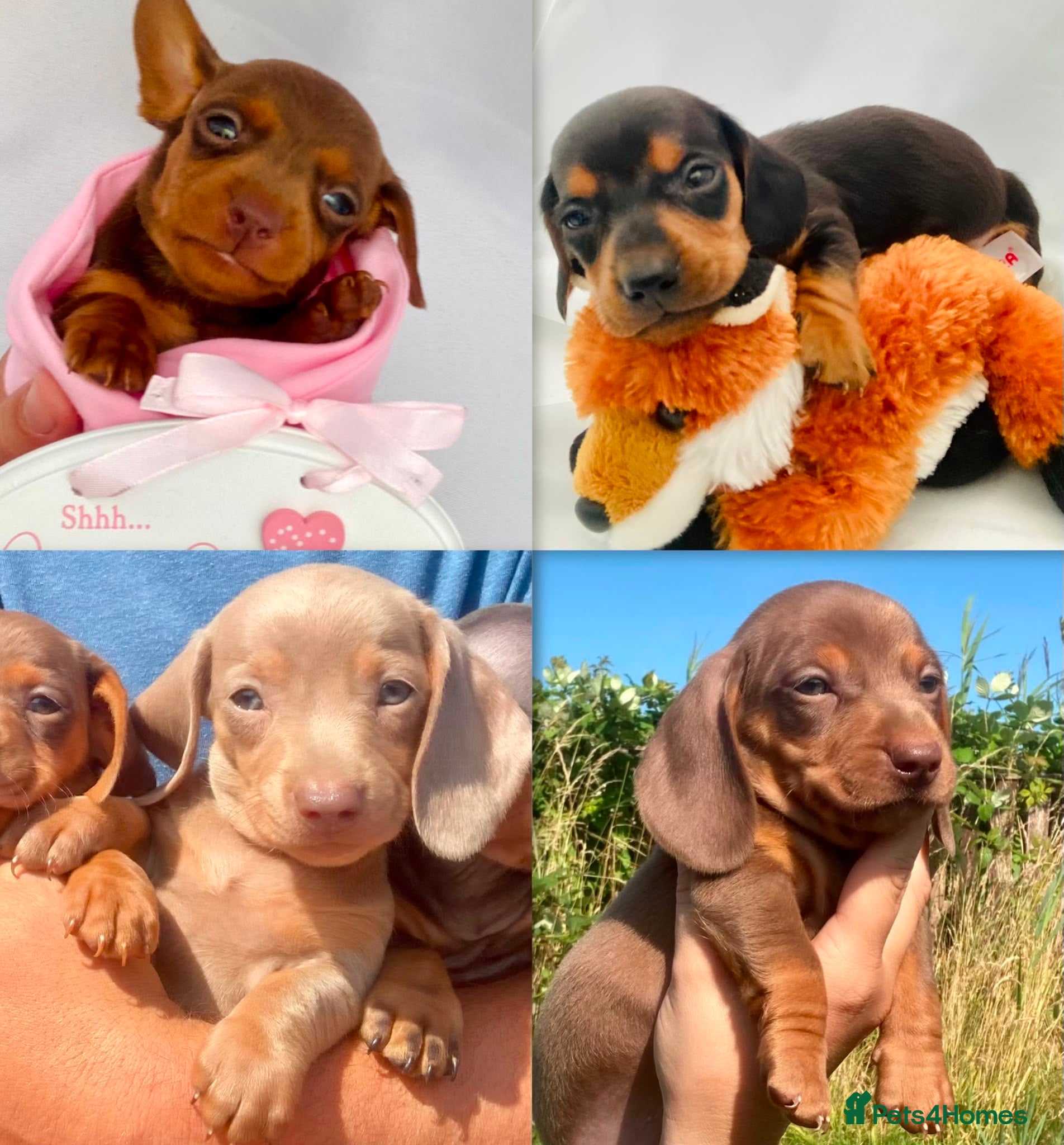 Miniature Dachshund dogs PRA Clear miniature dachshund puppies  - Advert 1