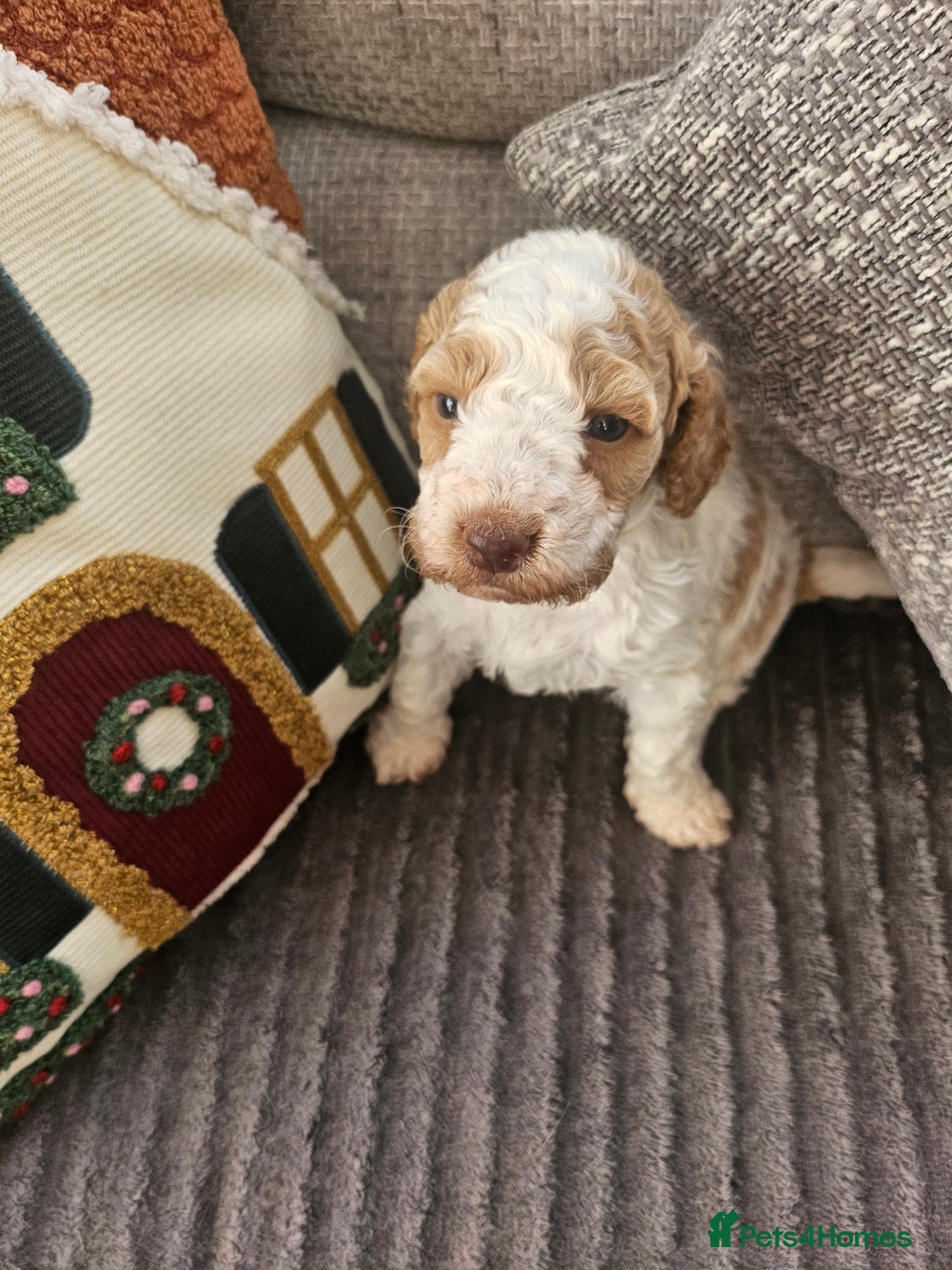 Cockapoo dogs for sale: Only one female cockerpoo reduced  - Advert 2
