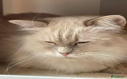 Ragdoll cats for sale: Ready to retire  - Image 7