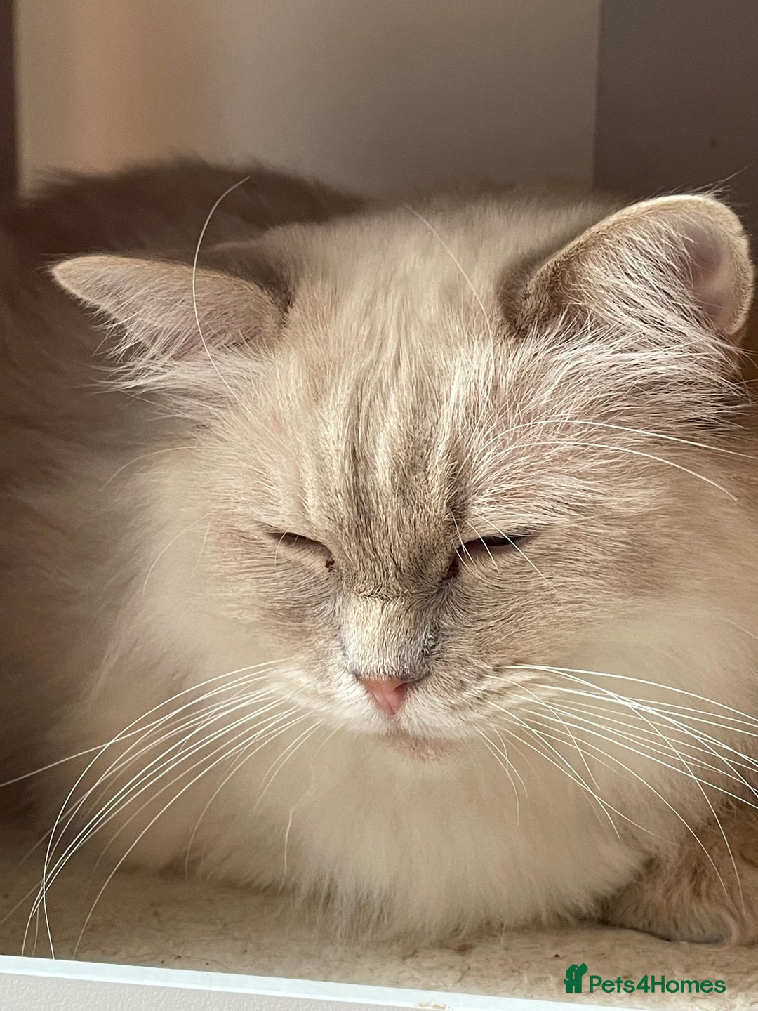 Ragdoll cats for sale: Ready to retire  - Image 7