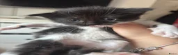 Mixed Breed cats for sale: 4 ragdoll x tuxedo kittens for sale! in Walsall - Advert 2