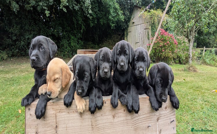 Labrador Retriever dogs - Advert 2