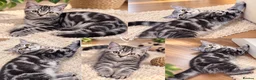 British Longhair cats for sale: British Shorthair & Longhair Kittens - Advert 4