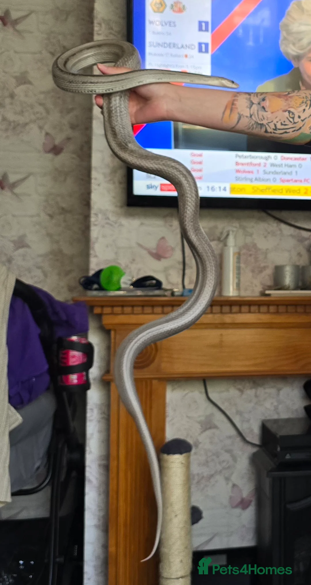 Corn Snake reptiles for sale: 4ft male lavender corn snake  in Lowestoft - Advert 2