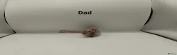 Mouse rodents for sale: 🐁August Mice Are Here!🐁 - Advert 16