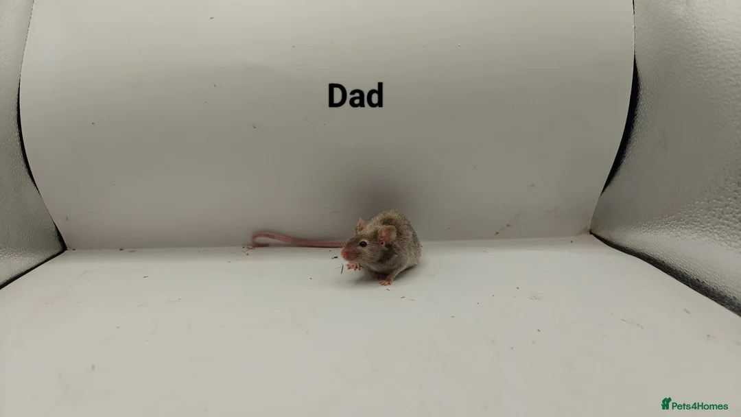Mouse rodents for sale: 🐁August Mice Are Here!🐁 - Advert 16