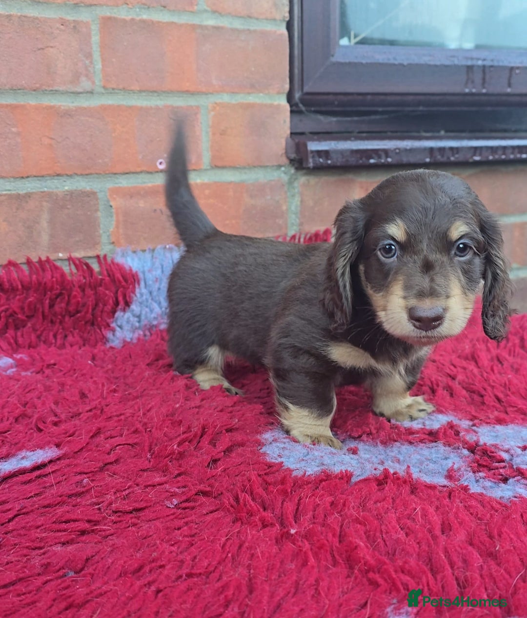 Miniature Dachshund dogs for sale: BEAUTIFUL CREAM LONG HAIR WITH ALL DNA - Advert 5