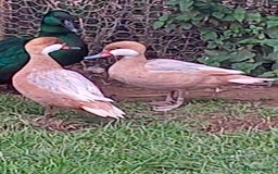 Ducks poultry for sale: Ornamental wildfowl  - Image 4