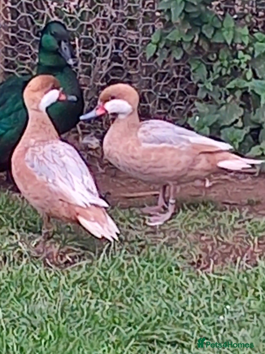 Ducks poultry for sale: Ornamental wildfowl  - Image 4
