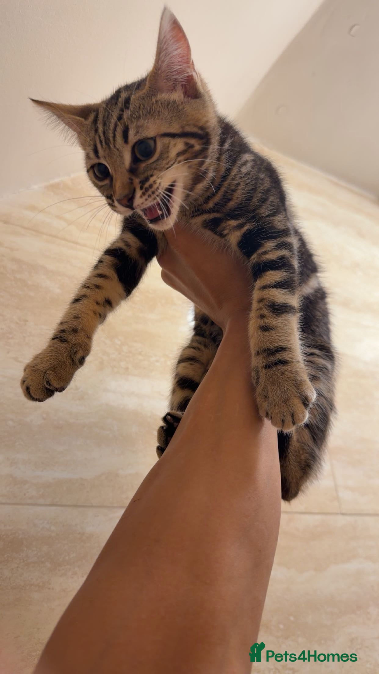 Mixed Breed cats for sale: BENGAL MIX KITTENS 4 SALE SOUTH LONDON - Advert 12
