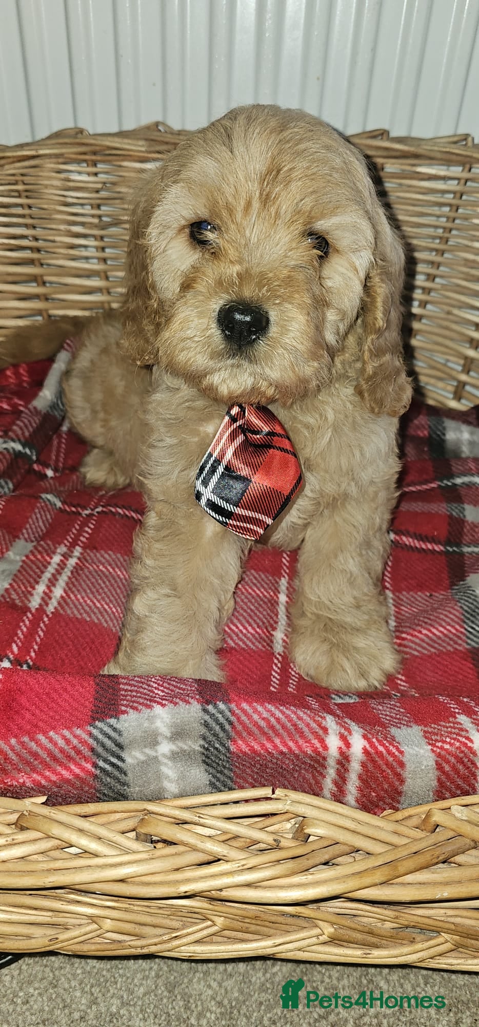 Cavapoochon dogs Ready now vet checked report will be given  - Advert 4