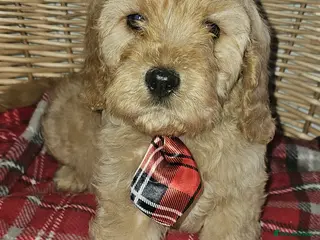 Cavapoochon dogs Ready now vet checked report will be given - Advert 4