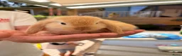 Mini Lop rabbits for sale: Mixed Mini Lop Bunnies - Advert 4