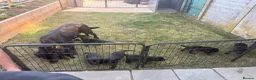 Labrador Retriever dogs for sale: Beautiful Black working Labs - Advert 4