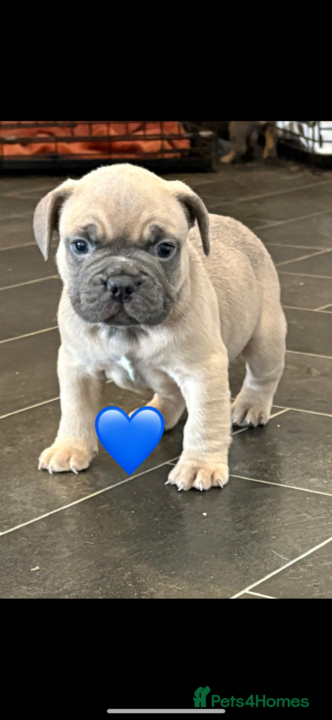 French Bulldog dogs for sale: *REDUCED* READY TO LEAVE French bulldogs  - Advert 6