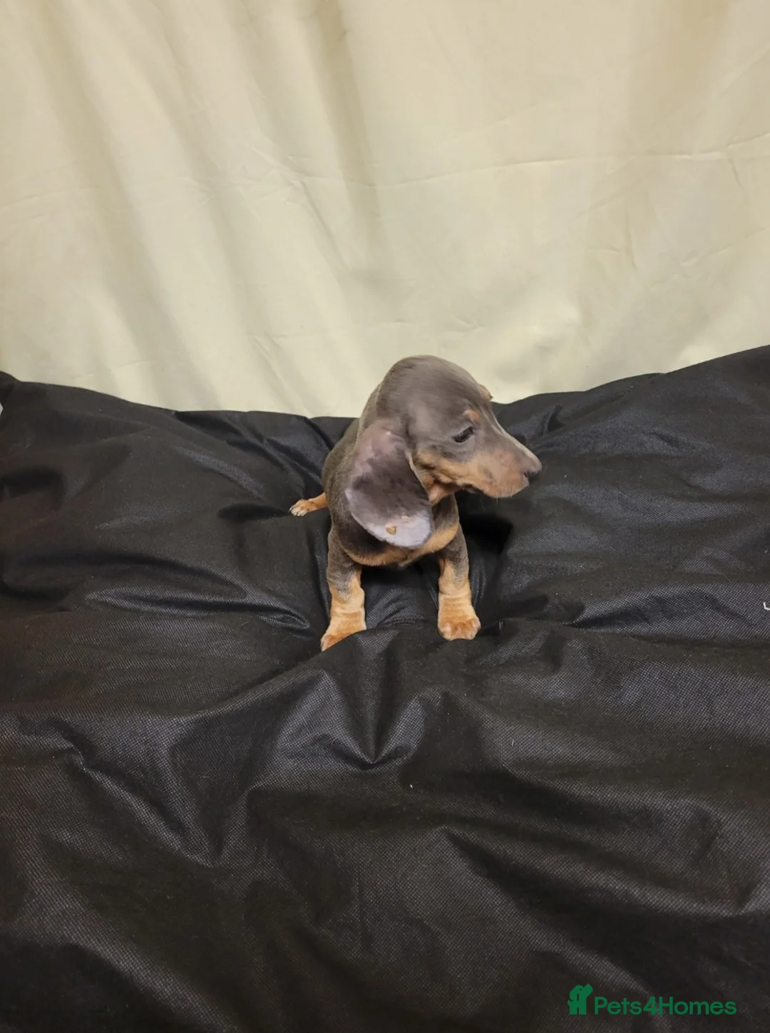 Miniature Dachshund dogs for sale: Miniature Dachshund  in Edinburgh - Advert 7