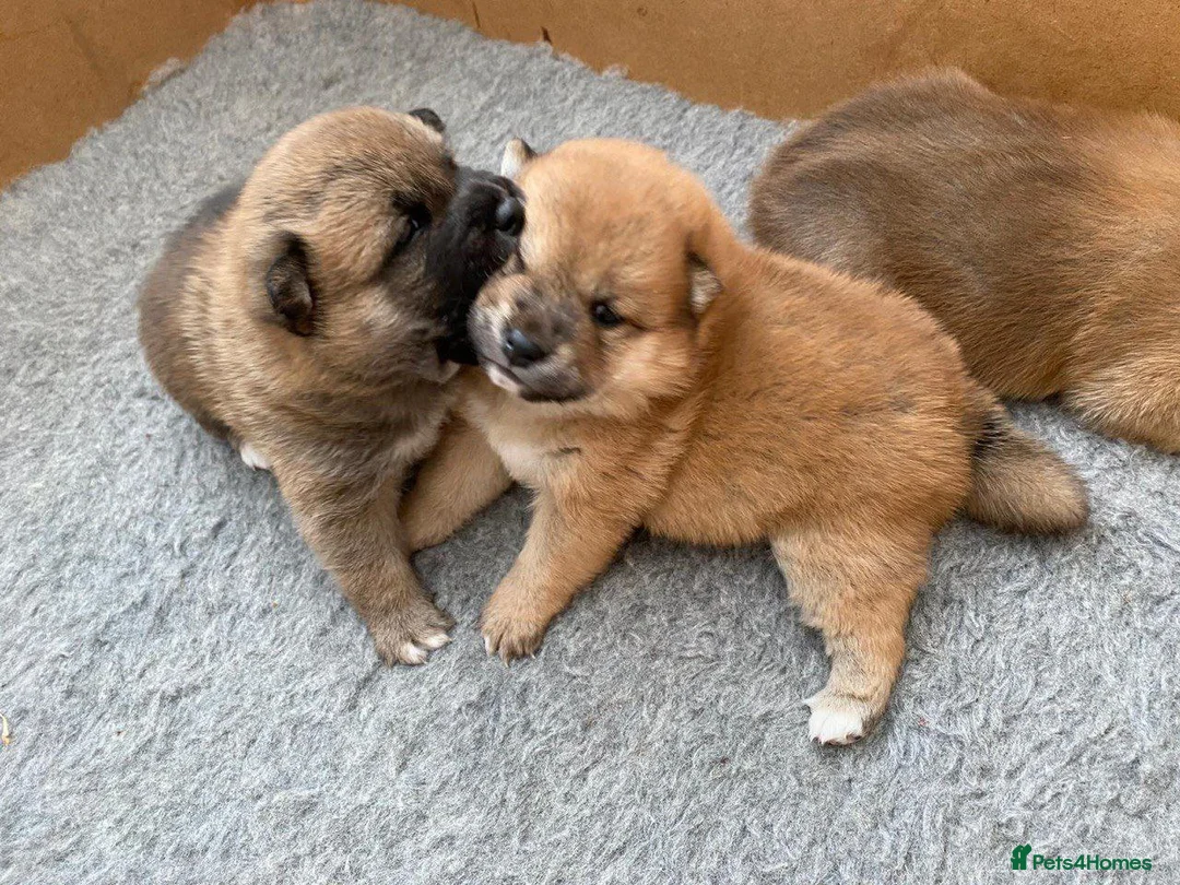 Japanese Shiba Inu dogs for stud: KC Registered Shiba Inu Stud Dog in Newcastle upon Tyne - Advert 13