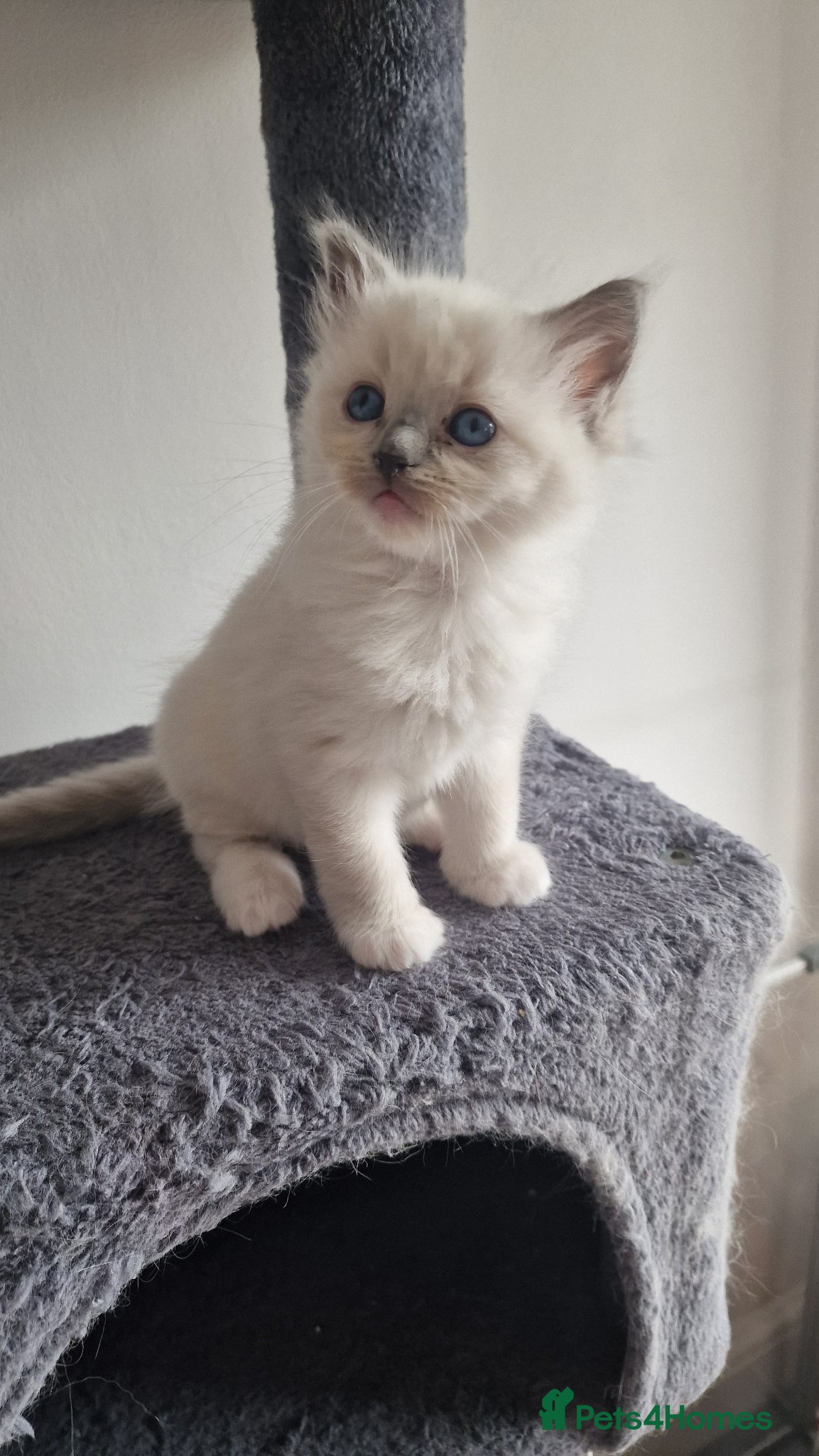Ragdoll cats 3 blue point ragdoll kittens for sale - Advert 14