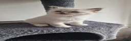 Ragdoll cats for sale: 3 blue point ragdoll kittens for sale - Advert 7