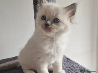 Ragdoll cats 3 blue point ragdoll kittens for sale - Advert 14