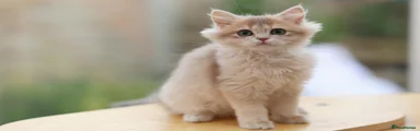 British Longhair Girl 1