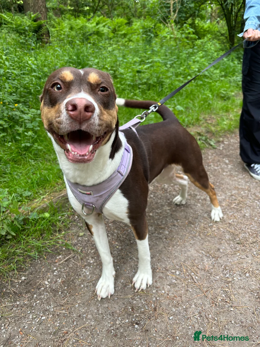 Mixed Breed dogs for sale: 3 year old Nala looking for a new loving home  - Advert 3