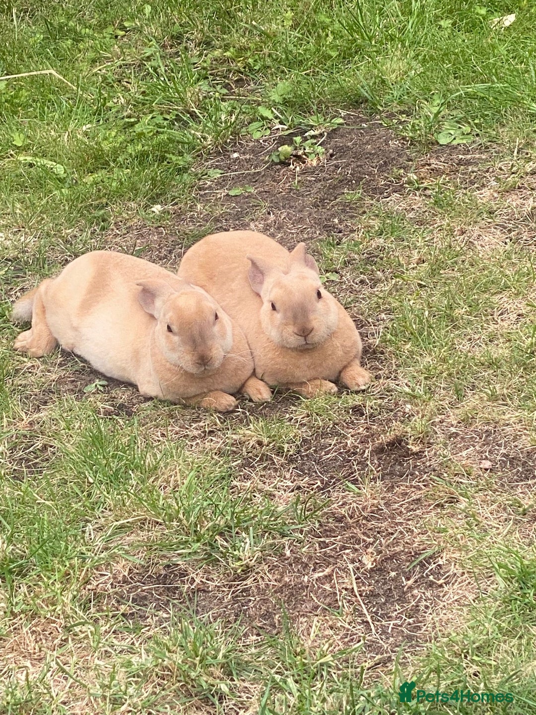 Rex rabbits for sale: Peach and Apricot need rehoming - Advert 6