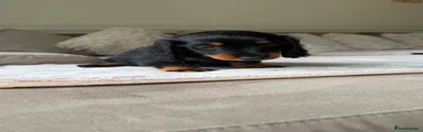 Miniature Dachshund Puppy 2