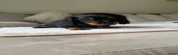 Miniature Dachshund dogs for sale: Ready Now 3 Boys Mini Long hair boysKc registered  - Advert 12