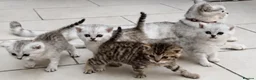 British Shorthair cats for sale: 2 adorable kittens  in Eastleigh - Advert 2