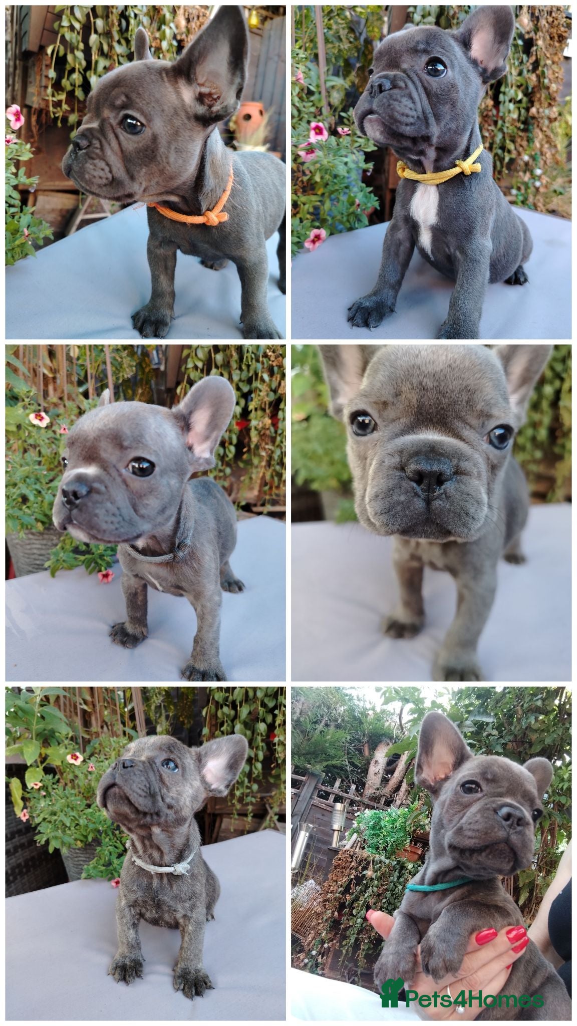 French Bulldog dogs 🐾 FRENCH BULLDOG PUPPIES | OUTSTANDING PEDIGREE • - Advert 2