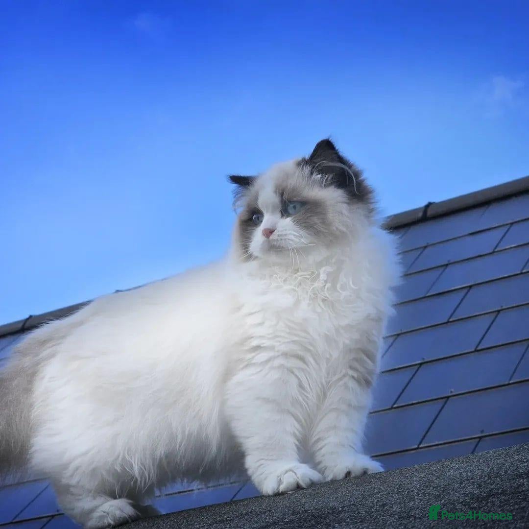 Ragdoll cats for sale: 2 beautiful Ragdoll kittens - Advert 1